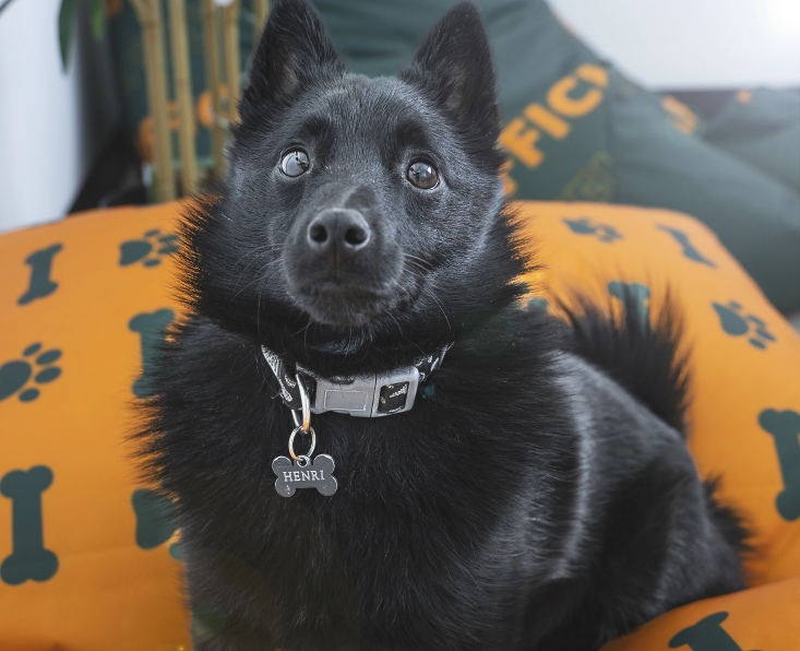 Image d'un chien noir